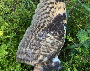 Owl wing