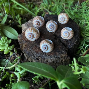 Può includere: Sei piccole conchiglie di lumaca arrotondate disposte su una superficie di legno scuro e ruvida. Ogni conchiglia presenta un motivo a spirale con macchie marroni e beige su una base bianca, con un esterno liscio e un'apertura cava in cima.