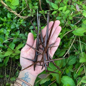 Acacia thorns- 6” inch set of 7- honey Locust- pointy sticks- natural thorns- protection- spells- craft supplies- home decoration