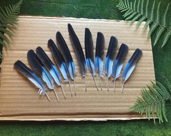 11 Blue feathers-  European Roller