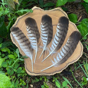 Natural Hawk feathers- set of 5- striped feathers- large- craft supply- shamanic tools- home decor