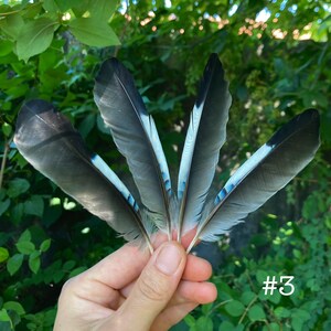 May include: Five feathers with a mix of gray, black, and white hues, accented with a touch of blue. The feathers are held in a hand against a backdrop of green foliage. The number "#3" is visible in the lower right corner.