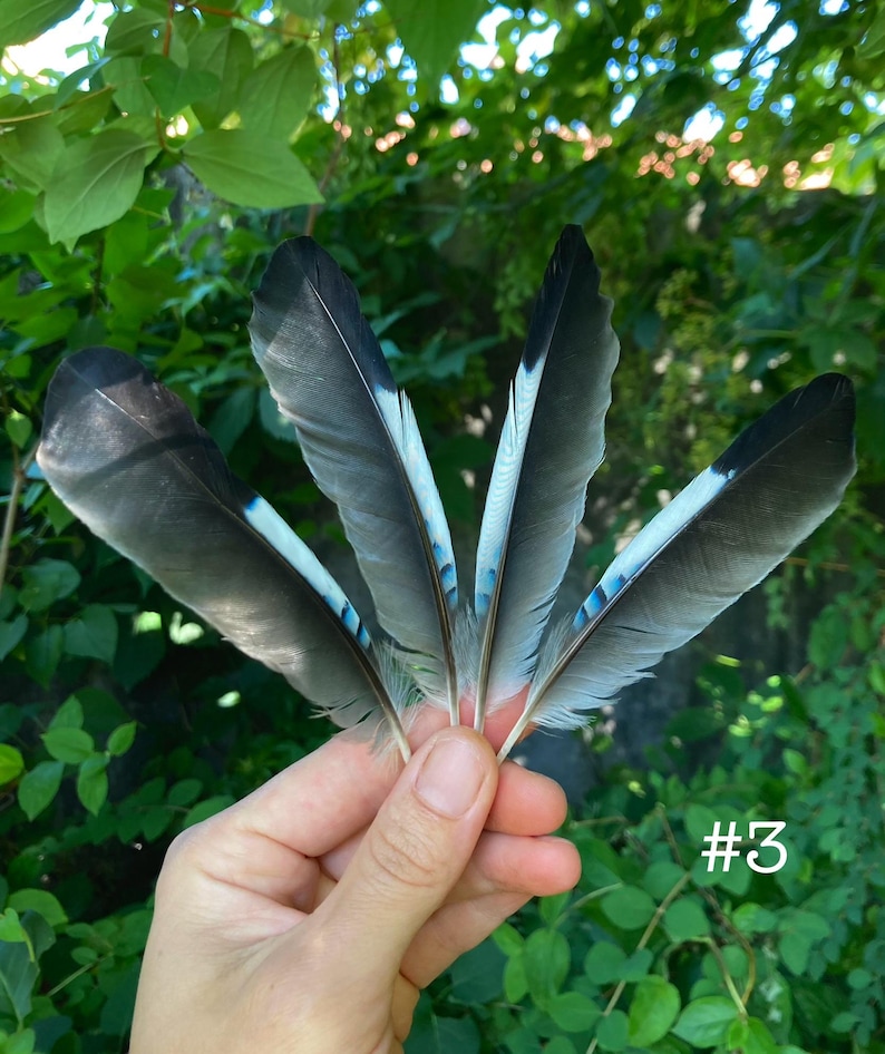May include: Five feathers with a mix of gray, black, and white hues, accented with a touch of blue. The feathers are held in a hand against a backdrop of green foliage. The number "#3" is visible in the lower right corner.