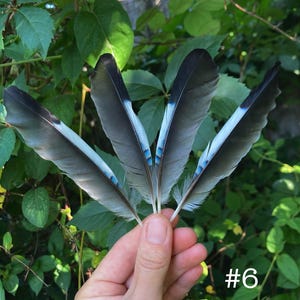 May include: Four gray and blue feathers are held in a hand against a backdrop of green leaves. The feathers have a dark gray tip, transitioning to a lighter gray with a blue stripe and small blue accents. The number "#6" is in the lower right corner.