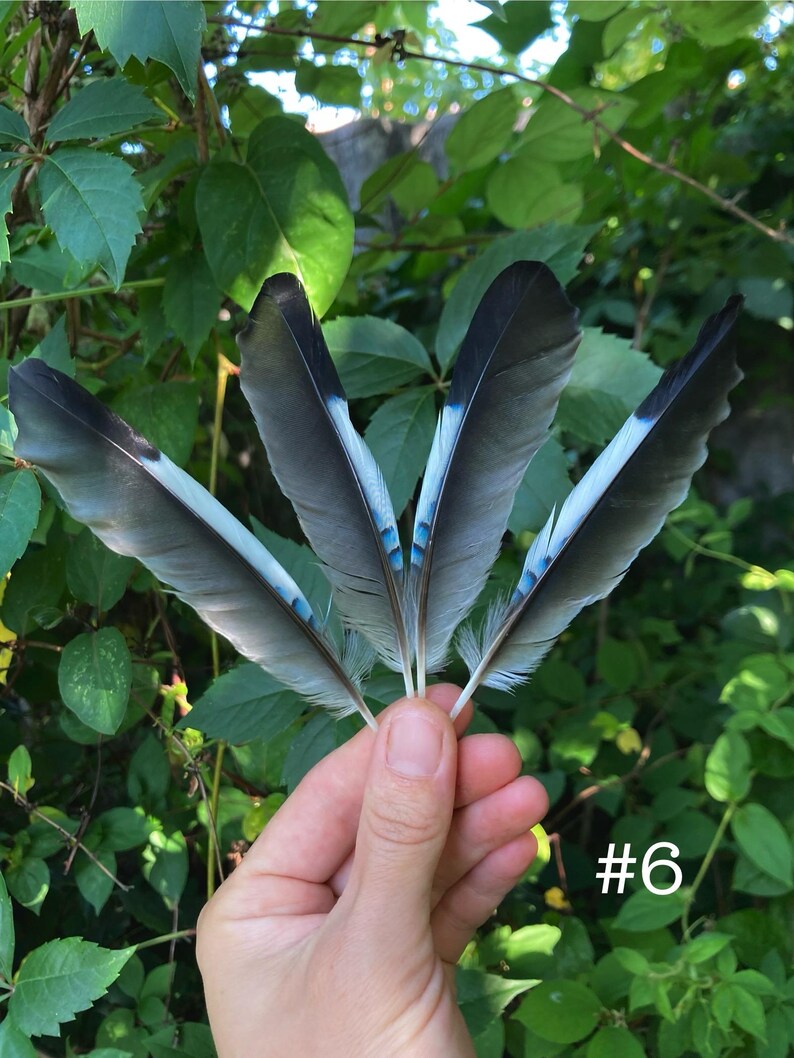 May include: Four gray and blue feathers are held in a hand against a backdrop of green leaves. The feathers have a dark gray tip, transitioning to a lighter gray with a blue stripe and small blue accents. The number "#6" is in the lower right corner.