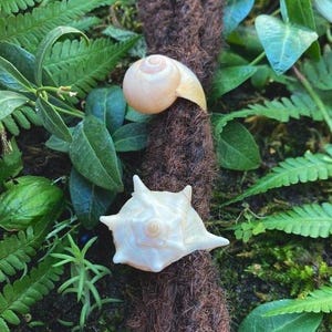 Può includere: Due conchiglie poggiano su una superficie marrone strutturata, circondate da verde. La conchiglia superiore è una spirale beige chiaro, mentre quella inferiore è bianca con bordi appuntiti. Tema naturale e costiero.