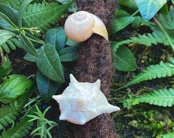 Sea elements- dread bead shells