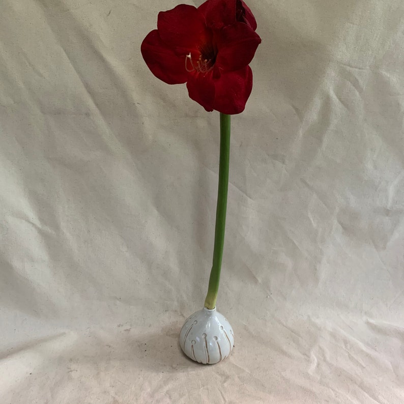 Amaryllis Bulb Vase Etsy