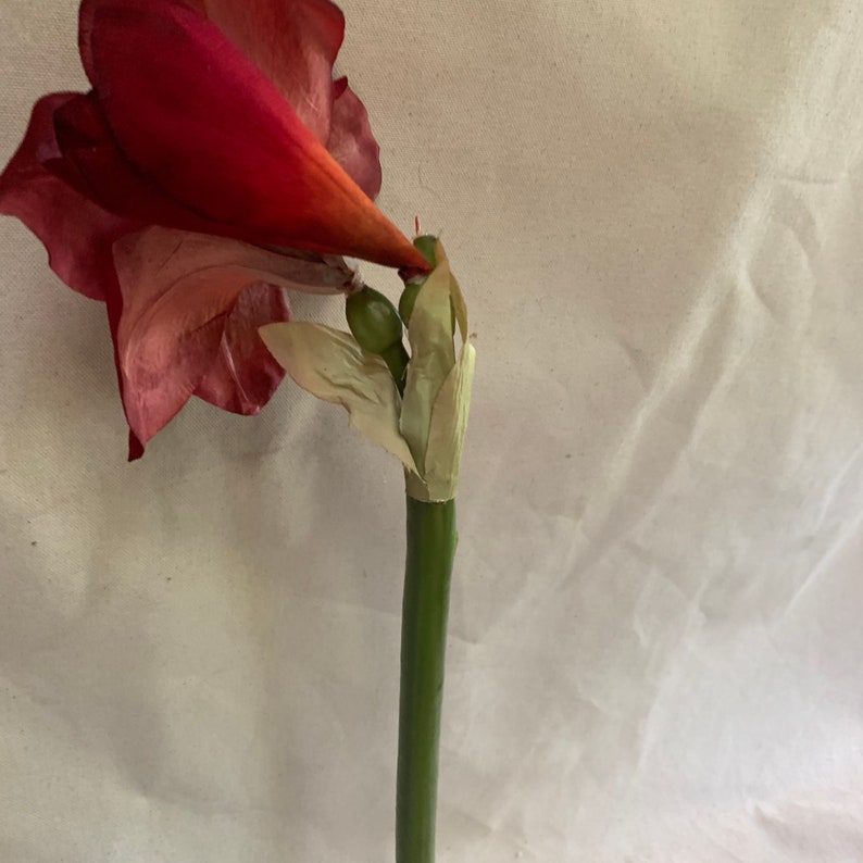 Amaryllis Bulb Vase