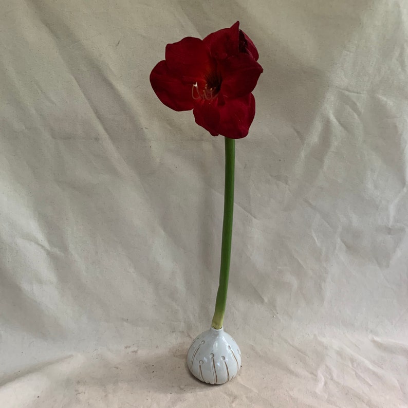 Amaryllis Bulb Vase