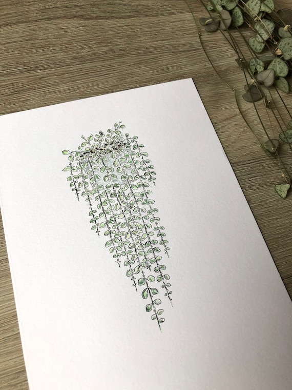 Hanging Plant Print ++ Dischidia Nummularia Print, String of Nickels Illustration, Plant Lover Print, Plant Illustration, Hanging Plant Art