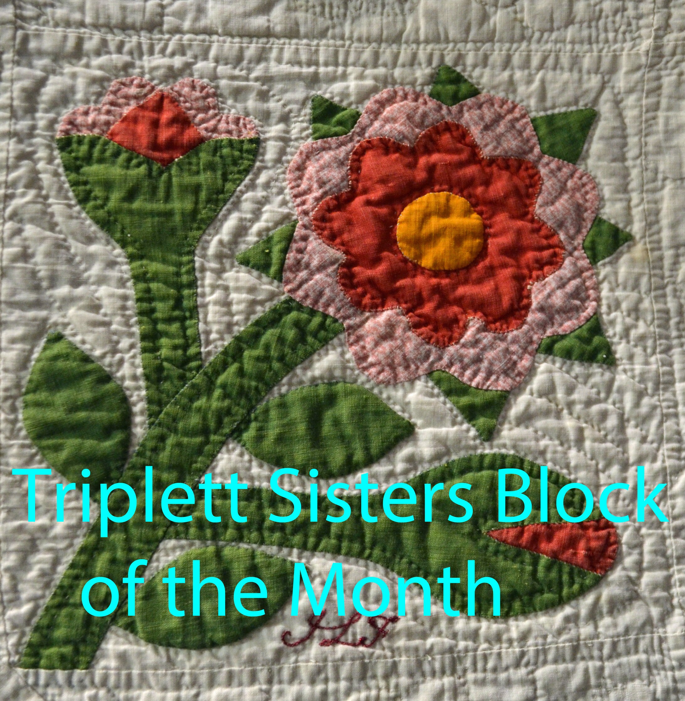 Variety of Rose Precut Fusible Kits Etsy