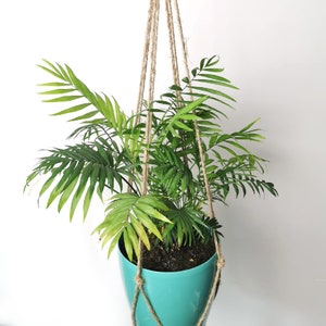 May include: A hanging plant in a teal pot with green foliage. The plant is suspended by a natural fiber macrame hanger against a white background. The pot is round and has a glossy finish.