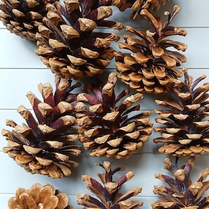May include: A selection of brown and tan pine cones with dark burgundy stems. The pine cones are displayed on a light grey surface, highlighting their natural textures and shapes. The image focuses on the details of the cones.