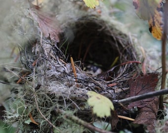 Little Wild Bird's Nest digital downloads, bird nest photography, woodland digital download art, bird nest invitation, lopez island, pnw art