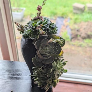 以下が含まれることがあります： 黒いセラミック製の鉢に、さまざまな多肉植物が植えられています。多肉植物は緑色で、小さなピンクの花が咲いています。