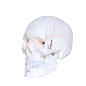 May include: A white plastic human skull model with visible sutures and teeth. The skull is labeled with numbers.