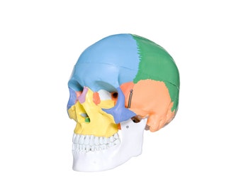 Plastic human skull