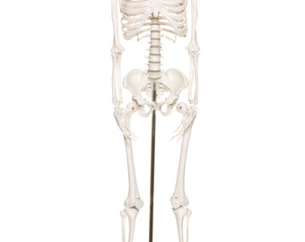 Human Skeleton