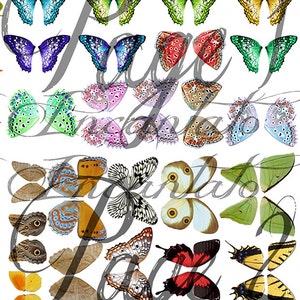 Può includere: Una collezione di ali di farfalla colorate, alcune con motivi intricati e altre con disegni semplici. Le ali sono disposte in file e colonne, creando uno schema visivamente accattivante.