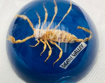 1970s Retro Scorpion Encased In Lucite Paperweight, Death Valley, California Vintage Souvenir.