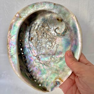 May include: An iridescent abalone shell with a pearlescent sheen. The shell displays a range of colors, including blues, greens, and purples, with a textured interior. The shell is held by a hand, showcasing its natural beauty.