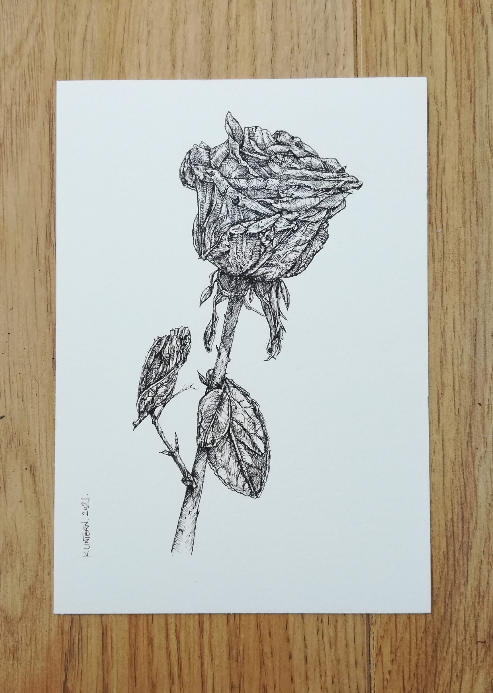 Rose Drawings Tumblr