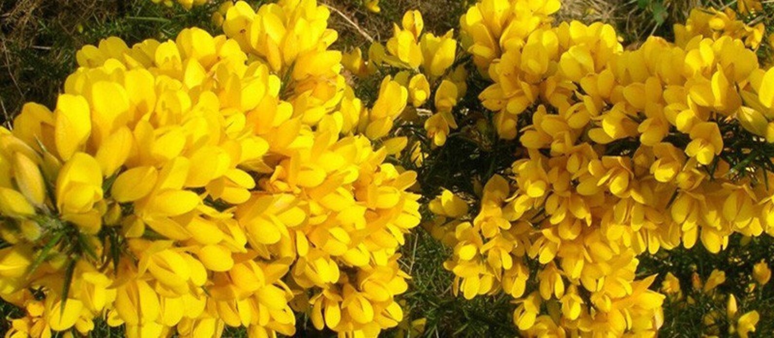 Wildcrafted Organic Gorse Flower Remedy Etsy