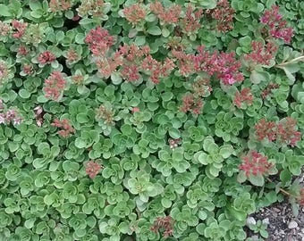 Sedum Spurium Coccinium "Red Stonecrop"