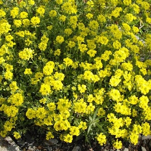 Alyssum Montanum "Mountain Gold" (Creeping Basket of Gold) Plants,Rock Gardens, Free Priority Shipping!