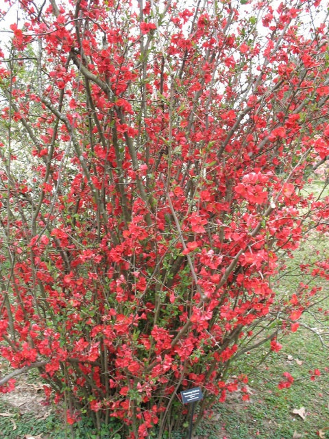 Chaenomeles Speciosa “spitfire” Flowering Quince Flowering Shrubs