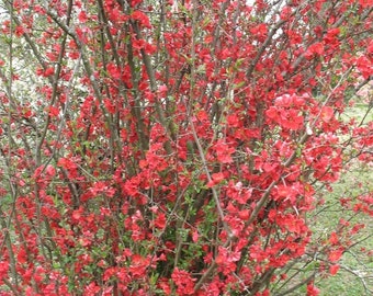 Chaenomeles Speciosa  “Spitfire”  Flowering Quince Flowering Shrubs/Plants with FREE PRIORITY SHIPPING!