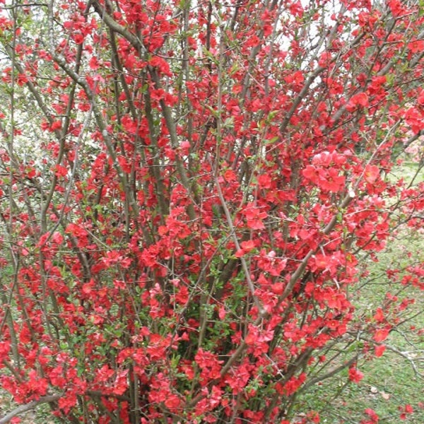 Chaenomeles Speciosa  “Spitfire”  Flowering Quince Flowering Shrubs/Plants with FREE PRIORITY SHIPPING!