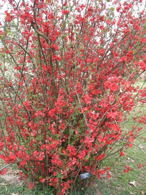 Chaenomeles Speciosa “spitfire” Flowering Quince Flowering Shrubs