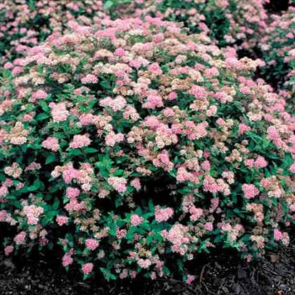 Spiraea "Little Princess"  Flowering Shrubs with FREE PRIORITY SHIPPING!