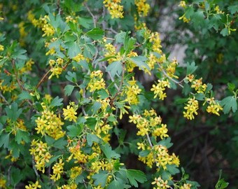 Ribes Aureum  "Golden Currant"   Native Plants, Yellow Flowering Shrubs