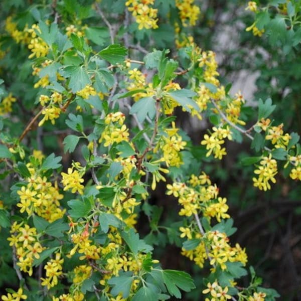 Ribes Aureum  "Golden Currant"   Native Plants, Yellow Flowering Shrubs
