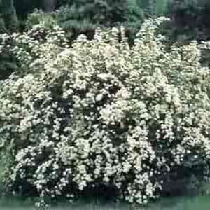 Spiraea "Halwards Silver" Flowering Shrubs, Live Plants with FREE PRIORITY SHIPPING!