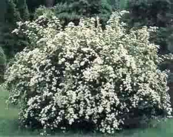 Spiraea "Halwards Silver" Flowering Shrubs, Live Plants with FREE PRIORITY SHIPPING!