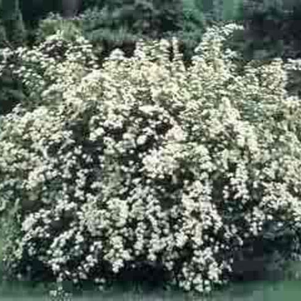 Spiraea "Halwards Silver" Flowering Shrubs, Live Plants with FREE PRIORITY SHIPPING!