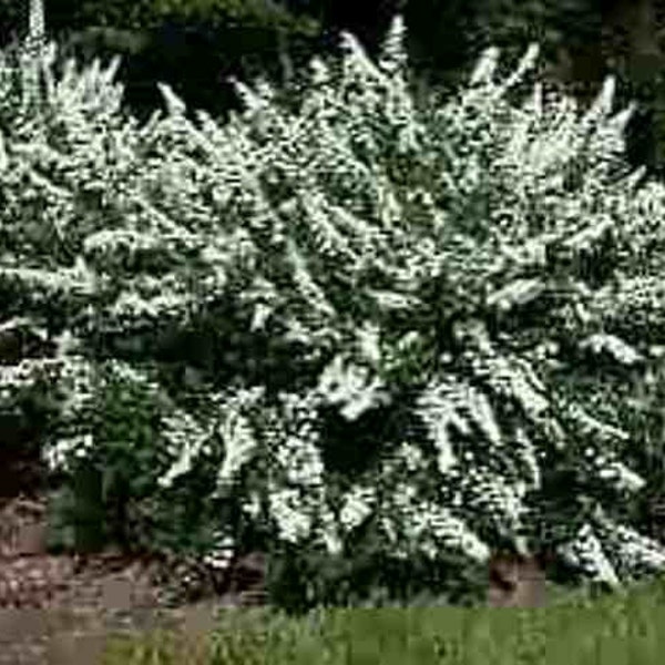 Spiraea "Snowmound" Flowering Shrubs, Bridal Wreath, White Spirea, Live Plants with FREE PRIORITY SHIPPING!