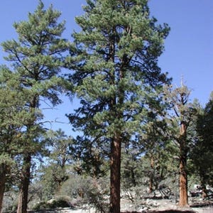 Pinus Ponderosa, Native Tree with FREE PRIORITY SHIPPING!