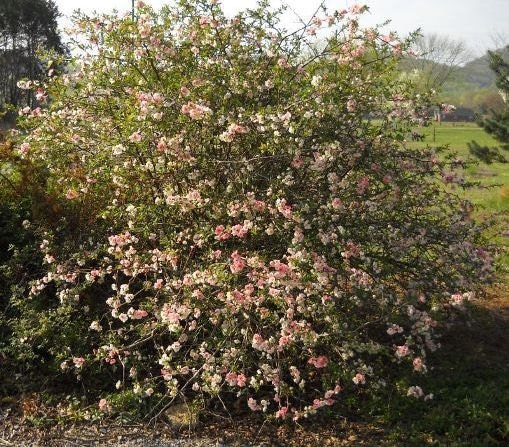 VIVIANO 25ss フラワービスチェ　Chika Kisada houga Hairy Vetch (Vicia villosa) - Great Basin Seeds