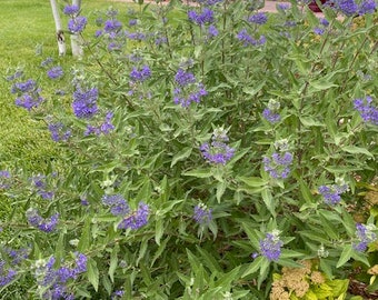 Caryopteris   Clandonensis (Blue Mist, Blue Beard Spirea)