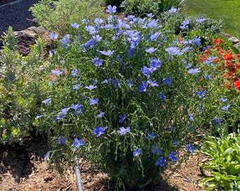 LINUM LEWISII (Blue Flax, Prairie Flax, Lewis Flax)