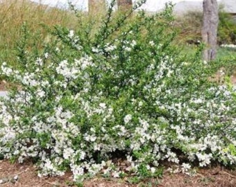 Chaenomeles Superba “Jet Trail” Flowering Quince Flowering Shrubs