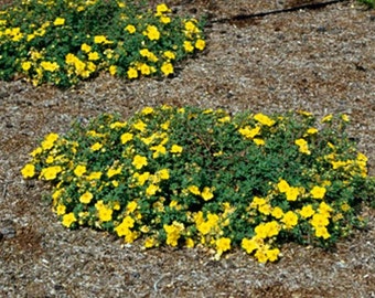 Potentilla "Medicine Wheel Mountain"  with FREE PRIORITY SHIPPING!  Yellow Flowering Groundcover!