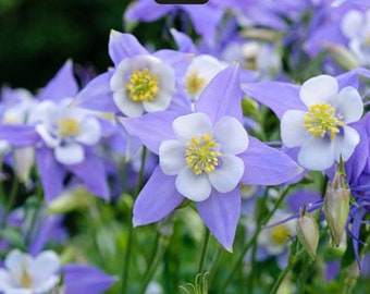 Aquilegia coerulea (Blue Colombine)