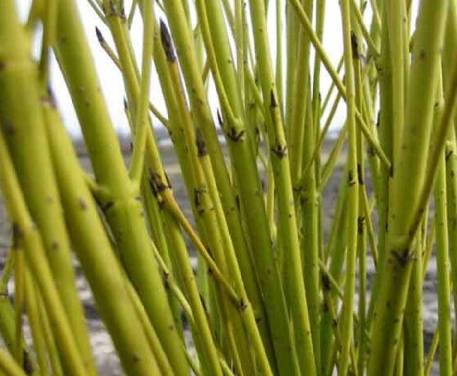 Cornus Flaviramera Yellow Twig Dogwood Native Shrub, Flowering Shrub with FREE PRIORITY SHIPPING!