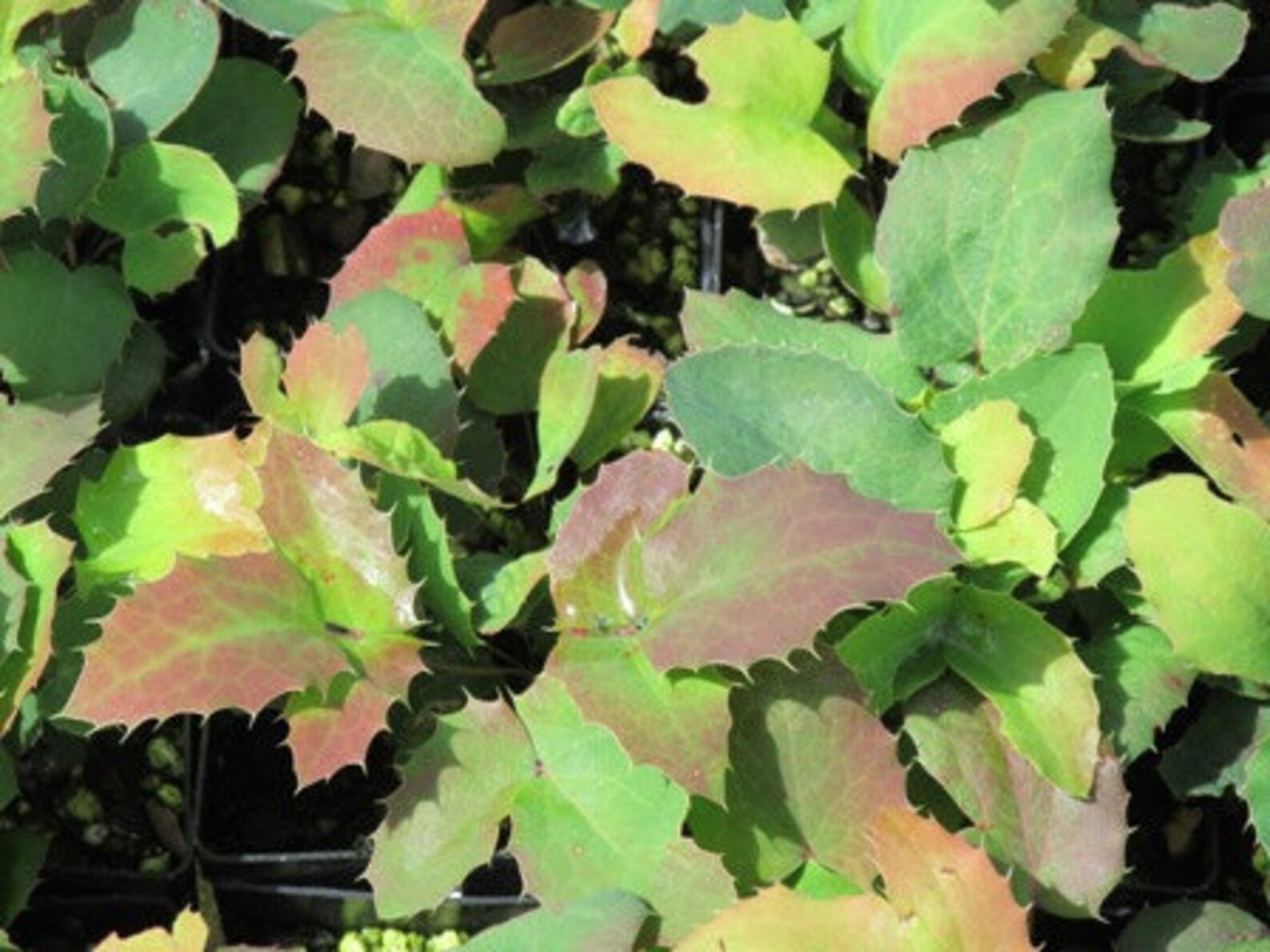 Mahonia Repens Creeping Mahonia Spreading | Etsy